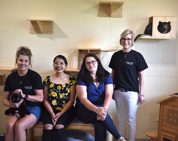 Whiskers and Manes Cat Cafe opens at Wolfe Ranch | News, Sports, Jobs - Vimarsana News